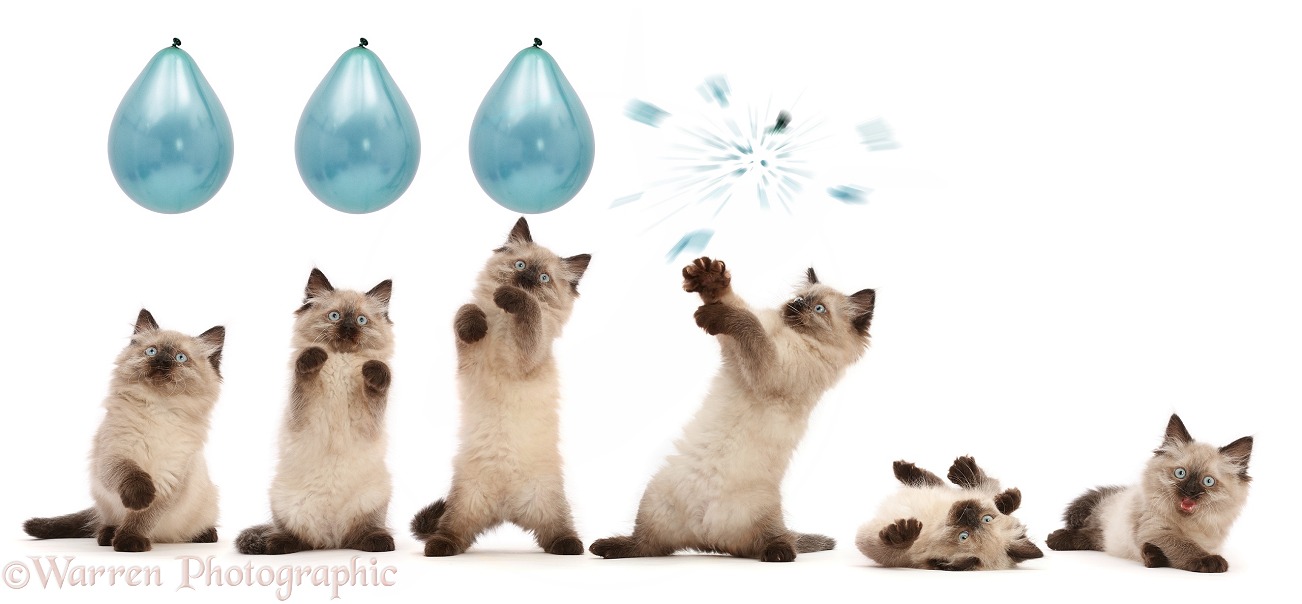 Ragdoll-cross kitten reaching up and bursting a balloon series, white background