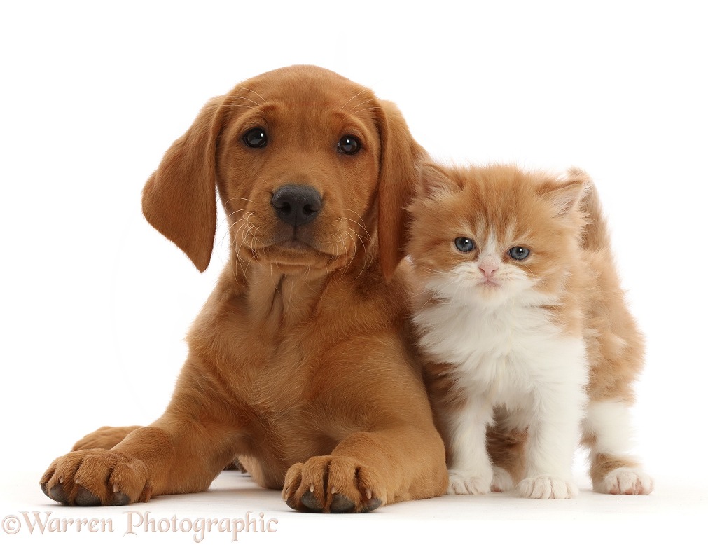 Fox Red Labrador Retriever pup, Ginny, 9 weeks old, and Ginger-and-white kitten, white background