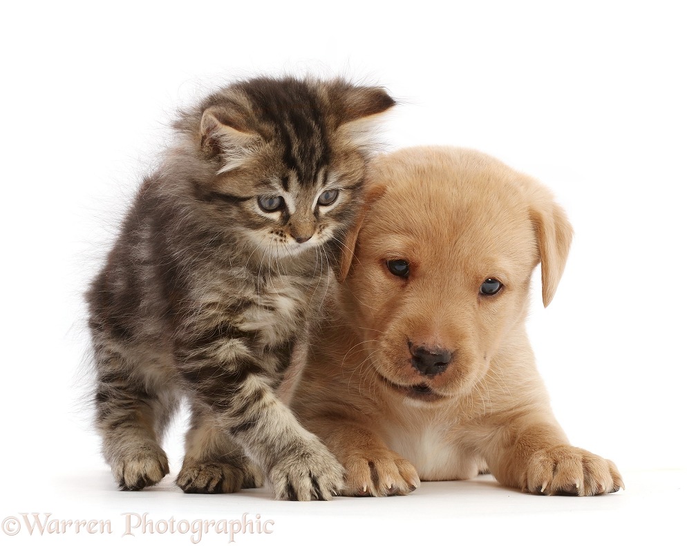 Tabby kitten and Yellow Labrador Retriever puppy, white background