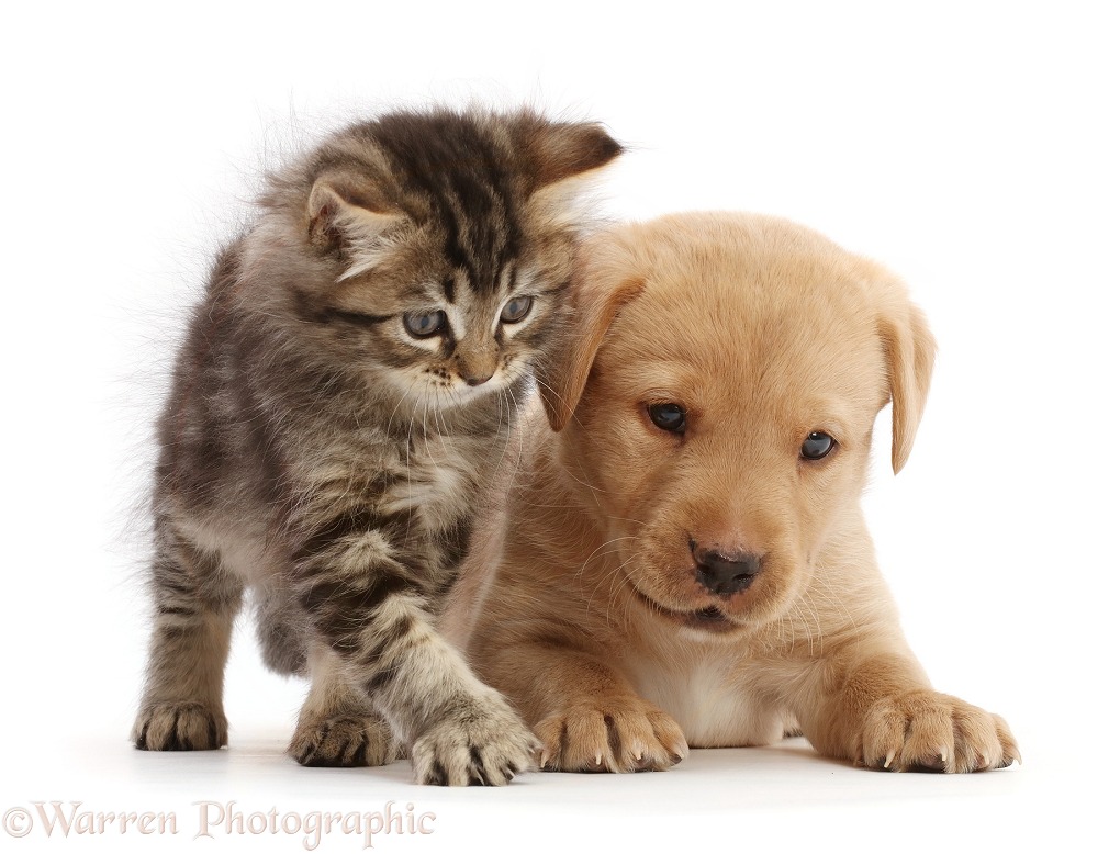 Tabby kitten and Yellow Labrador Retriever puppy, white background