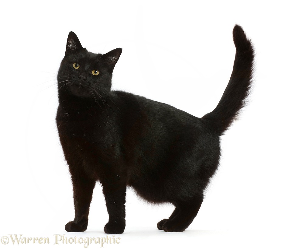Black cat standing, white background