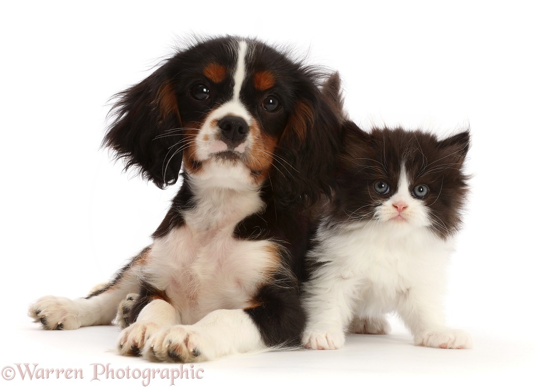 Black-and-white kitten and tricolour Cavalier King Charles Spaniel puppy, white background