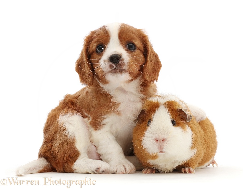 Blenheim Cavalier King Charles Spaniel puppy with ginger-and-white Guinea pig, white background