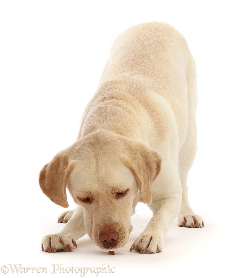 Pale Yellow Labrador, Xylia, 3 years old, about to eat a treat, white background