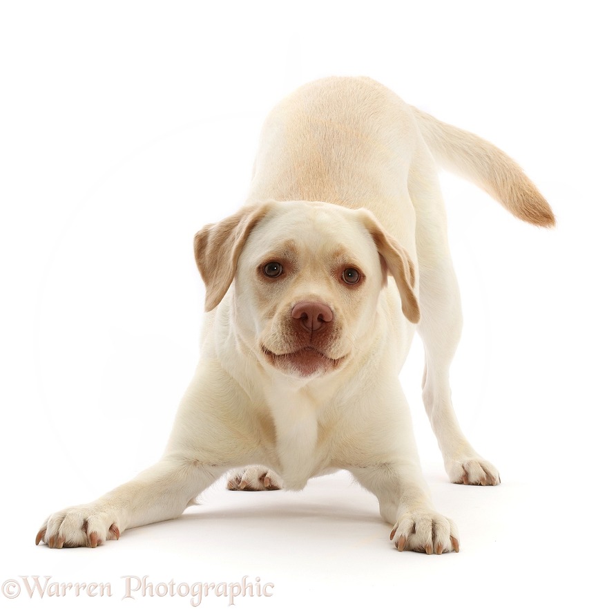 Pale Yellow Labrador, Xylia, 3 years old, in play-bow, white background