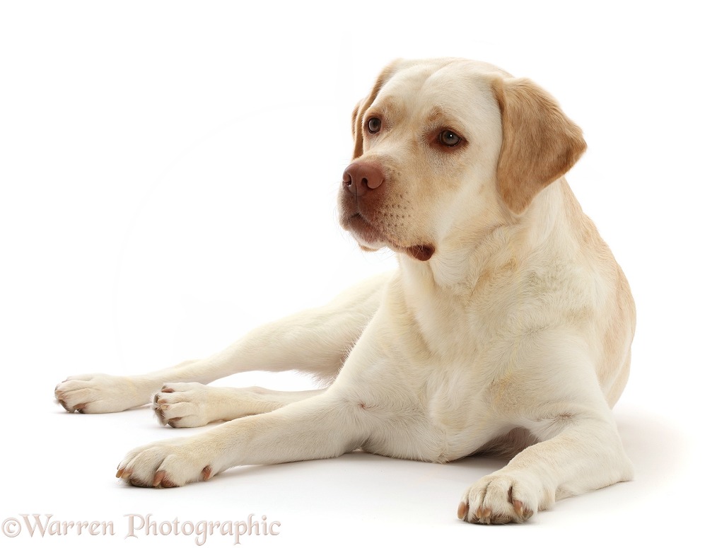 Pale Yellow Labrador, Xylia, 3 years old, white background