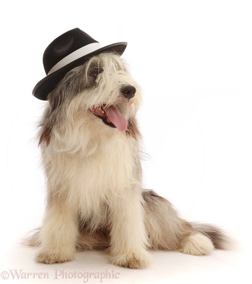 Bearded Collie, Oreo, 15 months old, wearing a trilby hat, white background