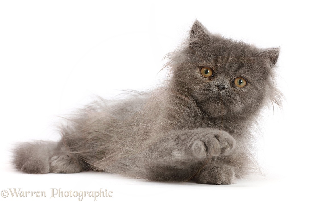 Scruffy Blue Persian kitten, Levi, 4 months old, lying, head up, white background