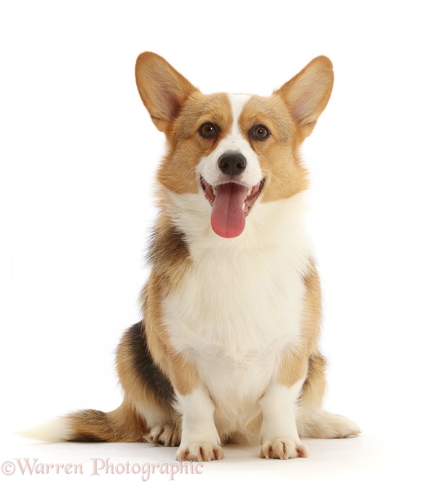 Pembrokeshire Corgi sitting, white background