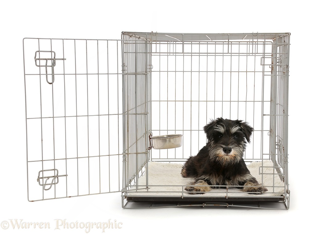 Miniature Schnauzer lying, head up, in a crate, white background