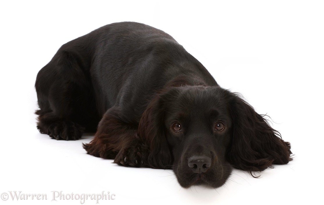 Black Cocker Spaniel lying with chin on the floor, white background