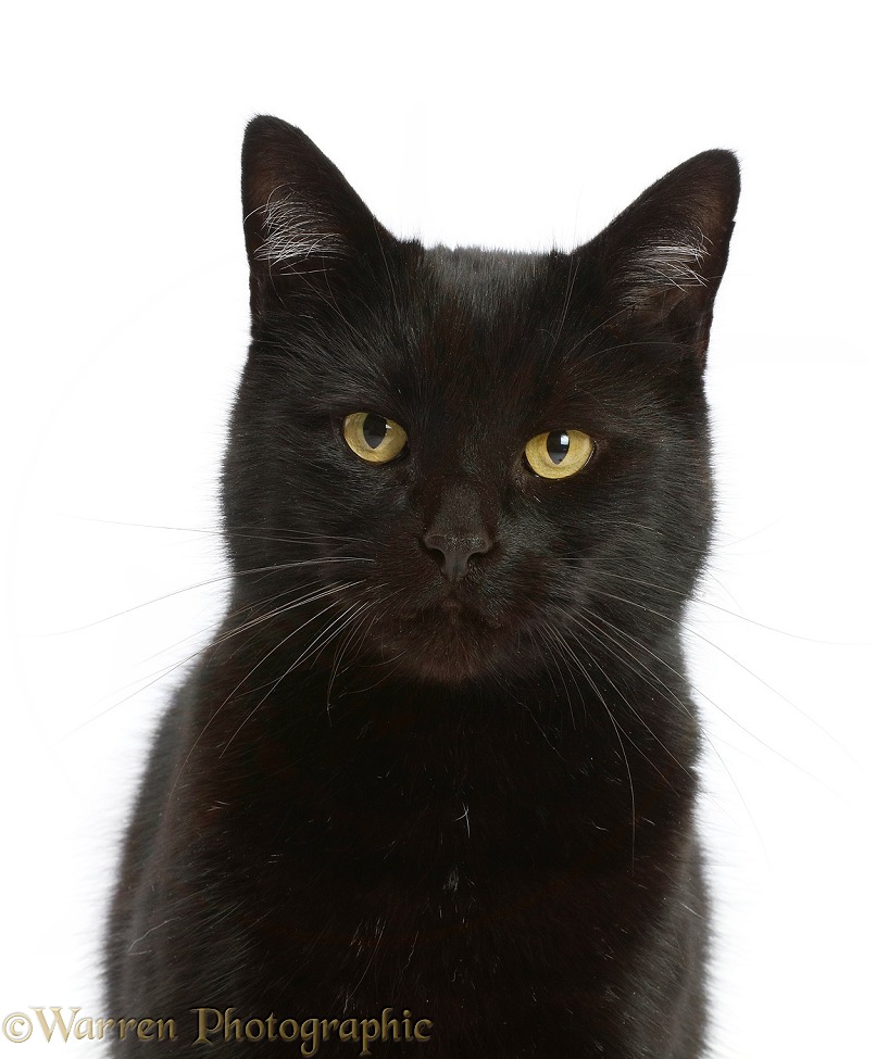 Black cat portrait, white background
