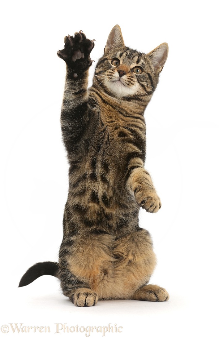 Tabby cat, Smudge, 4 months old, reaching up, white background