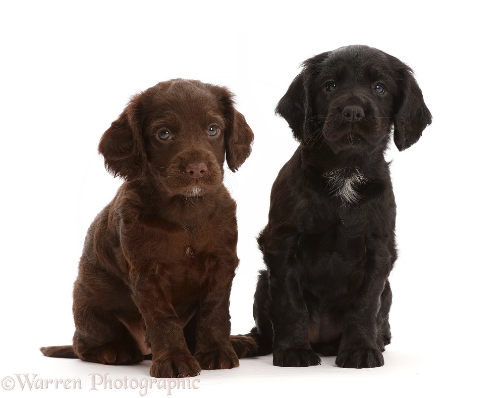 Back and Chocolate Cocker Spaniel Puppies, 5 weeks old, white background