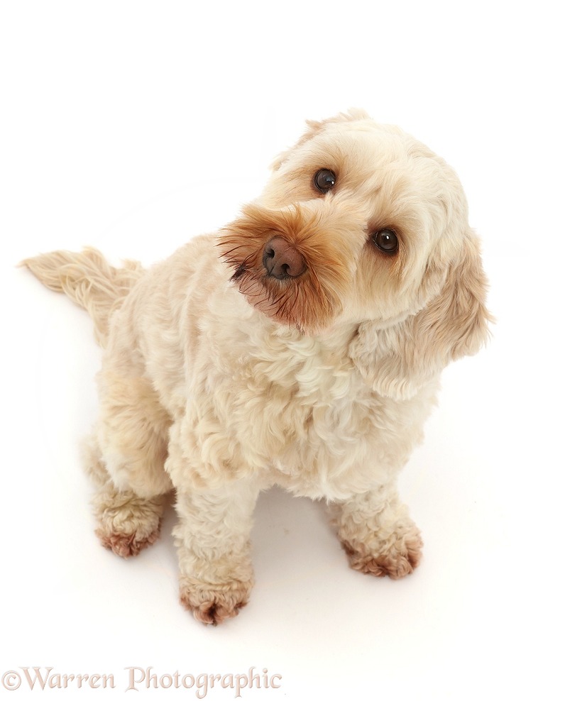 Cream Cockapoo bitch, Skipper, 6 years old, sitting and looking up, white background