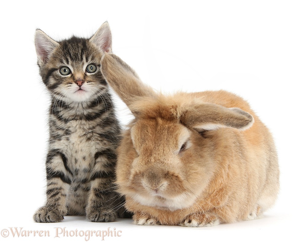 Cute tabby kitten, Fosset, 7 weeks old, with Lionhead-cross rabbit, Tedson, white background