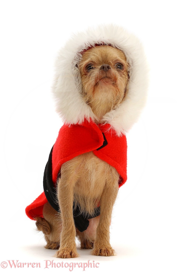 Chihuahua cross, wearing a Christmas coat, white background