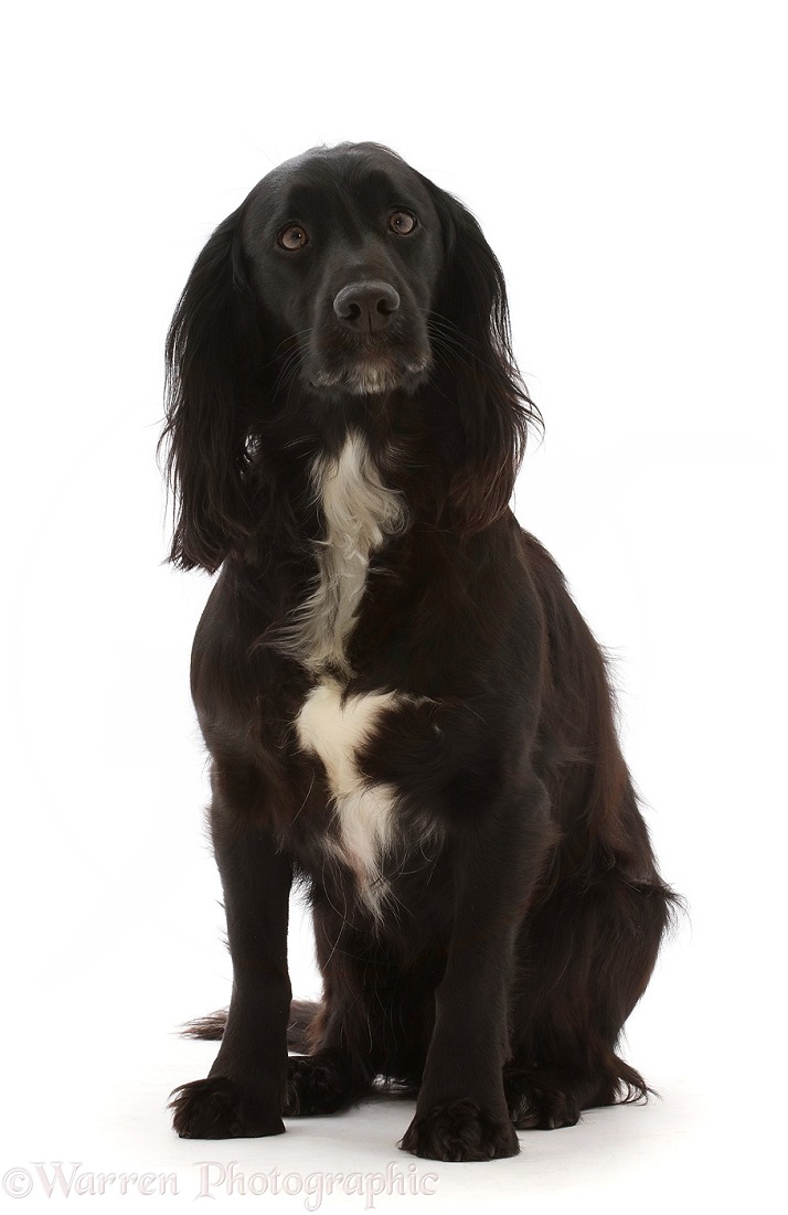 Black Cocker Spaniel, sitting, white background