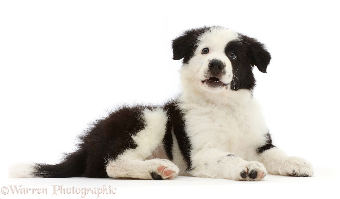 Black-and-white Border Collie puppy, white background