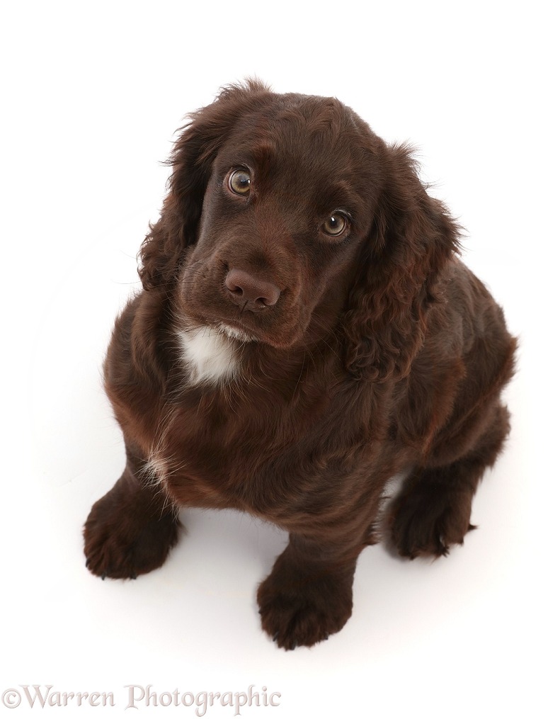 Chocolate Cocker Spaniel puppy, sitting and looking up, white background