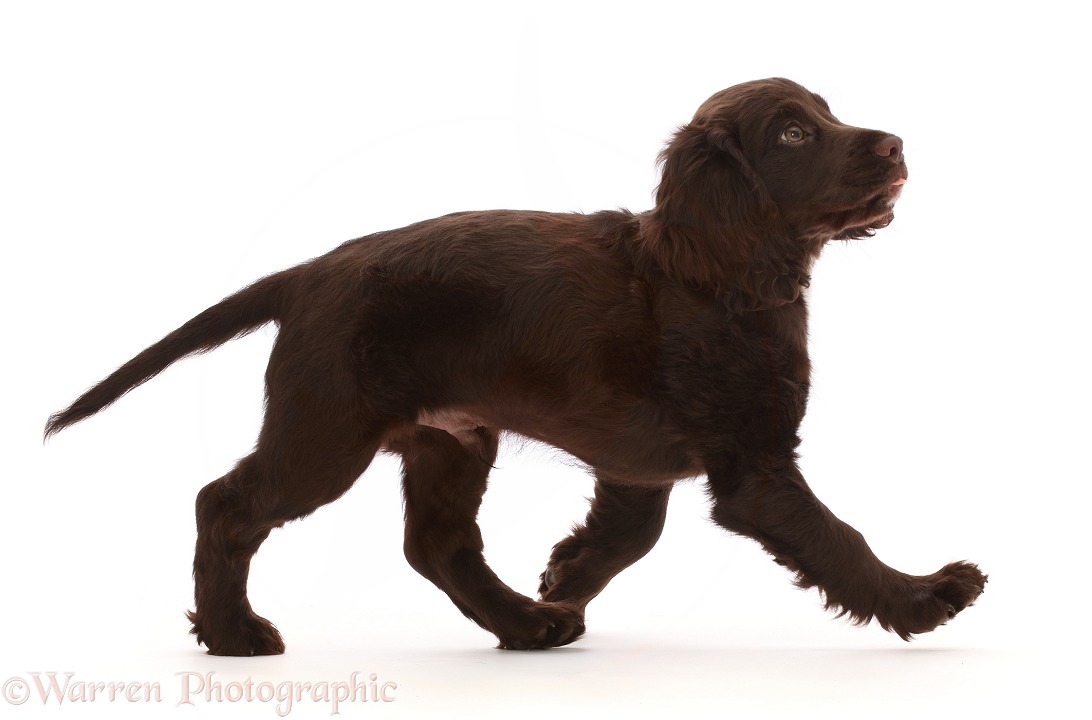 Chocolate Cocker Spaniel puppy, walking across, white background