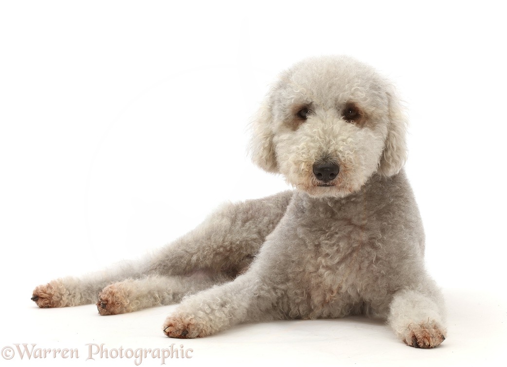 Blue Bedlington Terrier, Biscuit, 6 years old, lying with head up, white background