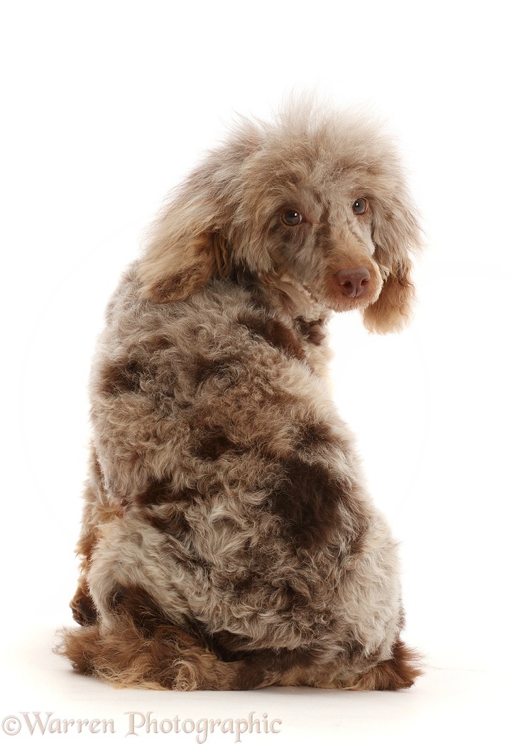 Chocolate merle Poodle looking round over shoulder, white background