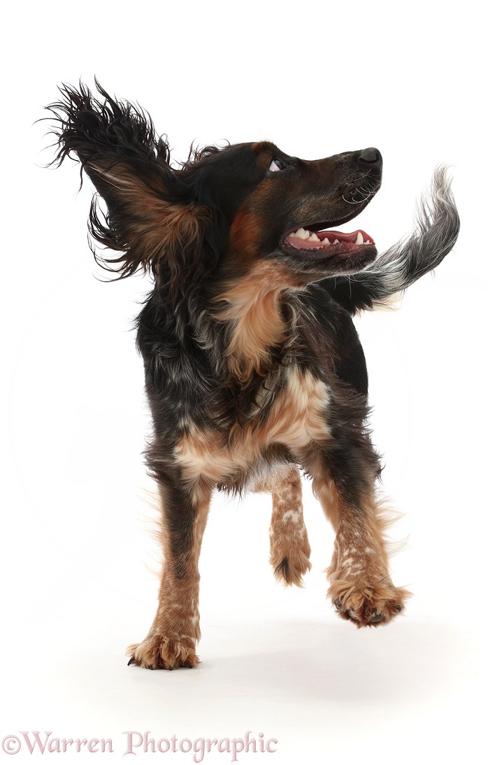 Blue Roan Tricolour Cocker Spaniel, running, ears flapping, white background