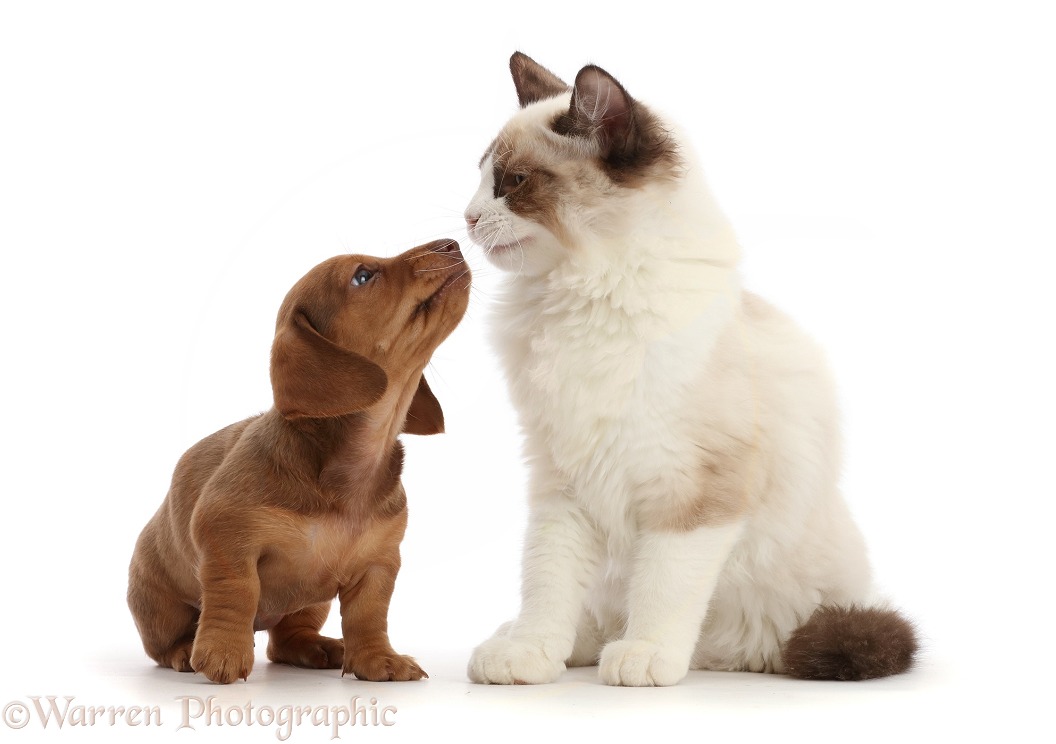 Ragdoll kitten and Dachshund puppy, looking into each other's eyes, white background