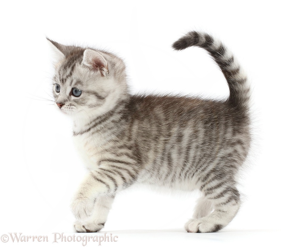 Silver tabby kitten, Misty, 7 weeks old, walking across, white background