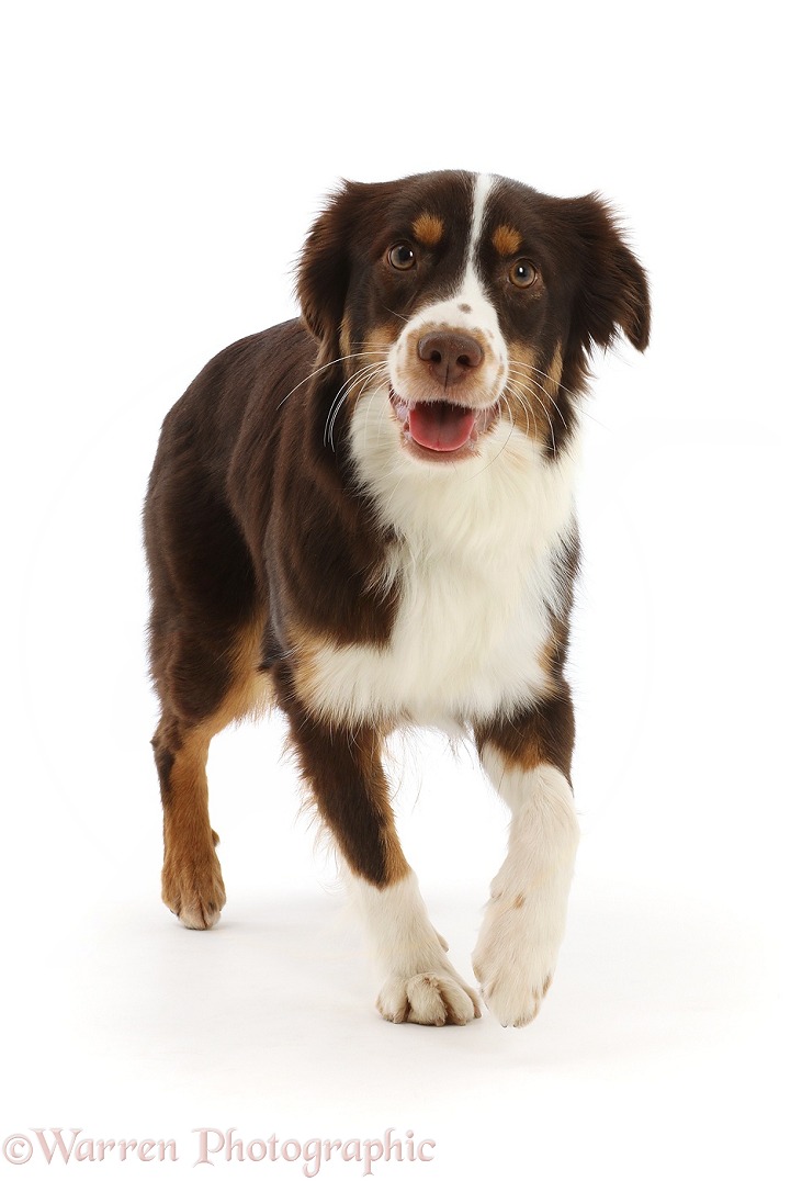 Red tricolour Mini American Shepherd, Polly, 15 months old, walking, white background