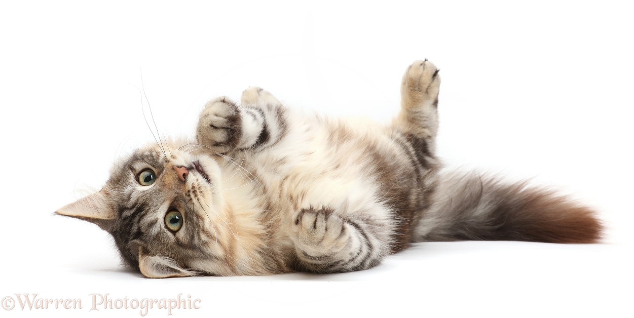 Silver tabby cat, Loki, 7 months old, rolling on his back, white background