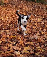 Puppy running on Maple leaves