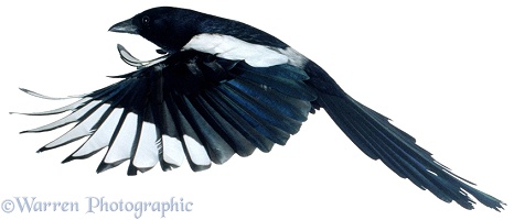 Magpie in flight