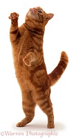 Ginger cat reaching up