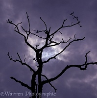 Partial eclipse behind dead oak tree