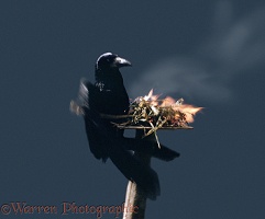 Rook with fire