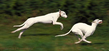 Pair of Greyhounds running