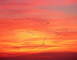Pelicans migrating at sunset