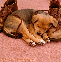 Puppy sleeping with shoes