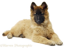 Belgian Shepherd (Tervueren) puppy