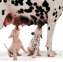 Dalmatian puppies suckling