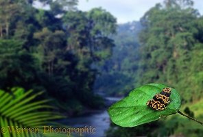 Poison arrow frog in rainforest