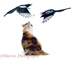 Cat being mobbed by magpies