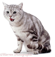 Silver tabby cat panting