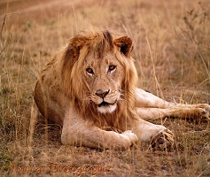 Lion lounging on dry grass