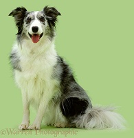 Blue Merle Collie on green