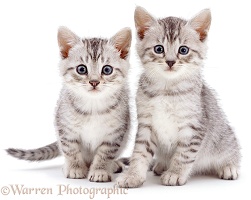 Silver spotted kittens
