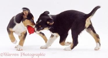 Border Collie pups fighting over a toy