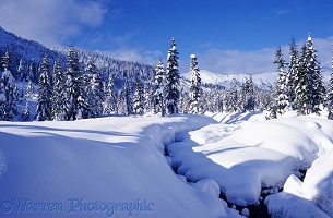 Snow scene at Hemlock Valley